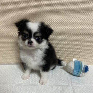 チワワ(ロング)【福岡県・男の子・2023年5月8日・ブラックタンホワイト(トライカラー)】の写真「ハンサム君💕」