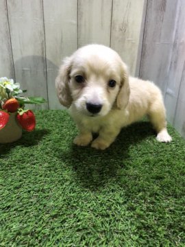 ミニチュアダックスフンド(ロング)【福岡県・男の子・2021年5月30日・イエロー】の写真「おっとりした長男くん」