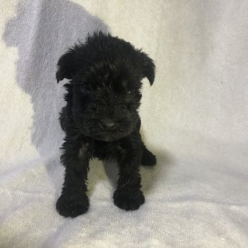 ミニチュアシュナウザー【福岡県・女の子・2020年6月1日・ブラック】の写真「ブラックシュナちゃん」