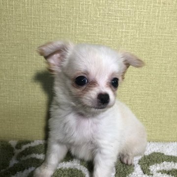 チワワ(ロング)【福岡県・女の子・2020年3月26日・クリーム】の写真「小さな癒しさん」