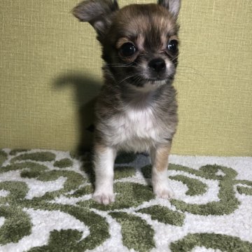 チワワ(ロング)【福岡県・女の子・2020年3月26日・フォーン】の写真「靴下履いたチワワちゃん」