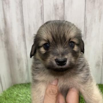 ミックス(ポメラニアン✖️ダックス)【福岡県・男の子・2022年8月24日・シェーデッドイエロー】の写真「オンリーワンの可愛い子💕」