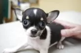 チワワ(スムース)【奈良県・女の子・2025年5月14日・ブラックタン&ホワイト(トライ)】の写真10