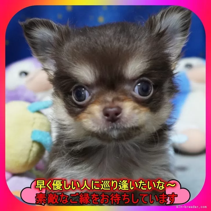 ID:2412-03154の子犬