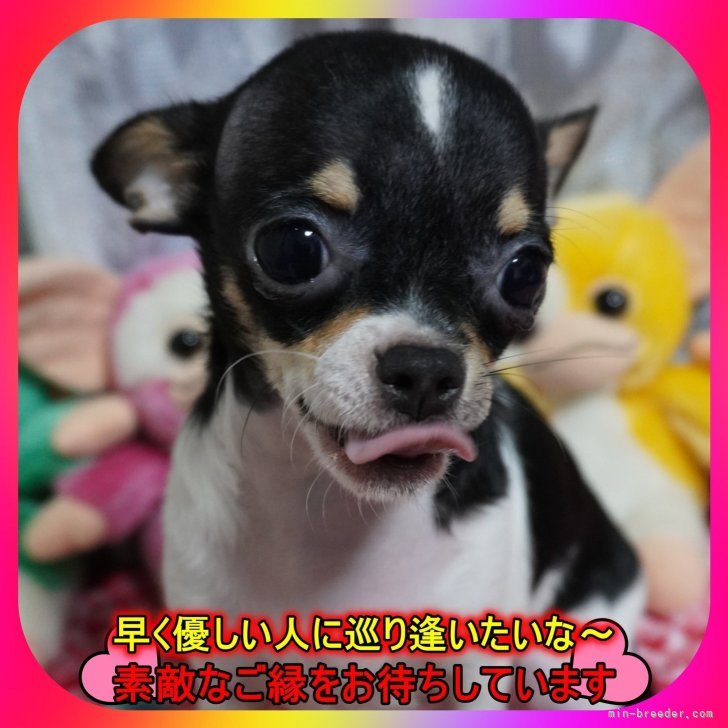 ブリーダー画像