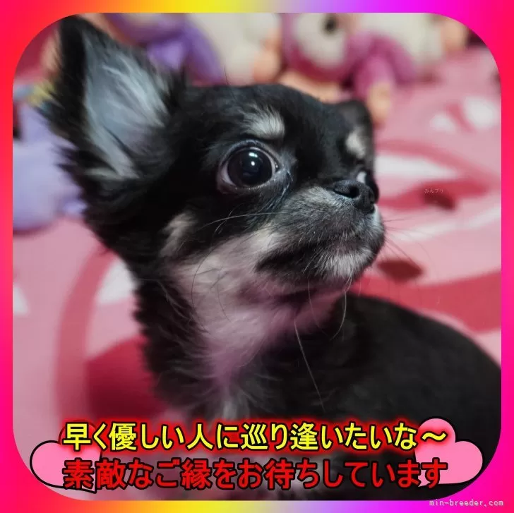 ID:2410-06260の子犬