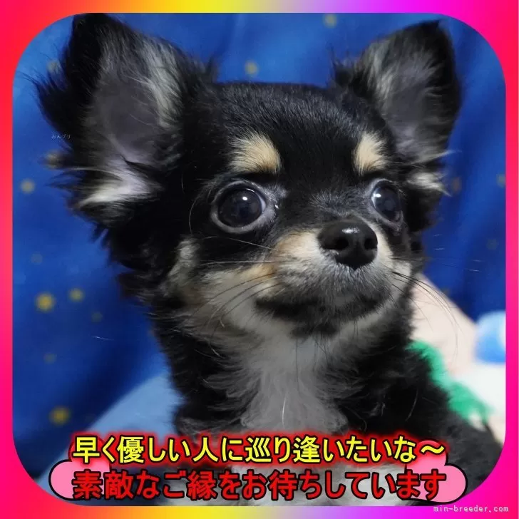 ID：2504-01802の子犬