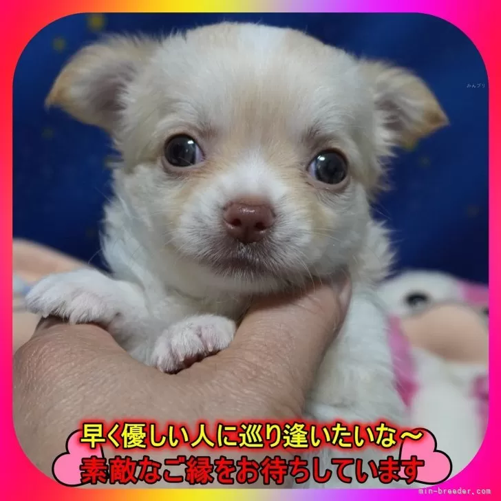 K 様のお迎えした子犬