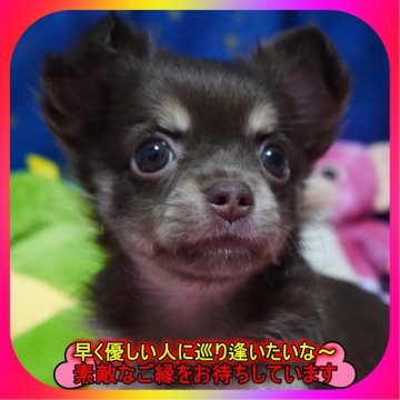 チワワ(ロング)【奈良県・女の子・2025年6月14日・チョコ&タン】の写真「🎀両親PRAクリア💖8/8動画アップ⤴⤴💖」