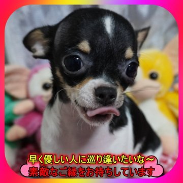 チワワ(スムース)【奈良県・女の子・2025年5月14日・ブラックタン&ホワイト(トライ)】の写真「🎀両親犬PRAクリア💖個性的なお顔大好き💖」