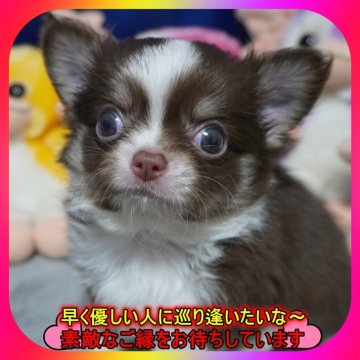 チワワ(ロング)【奈良県・男の子・2025年6月4日・チョコタン&ホワイト】の写真「🎀両親PRAクリア💖とても可愛く成長中💖」