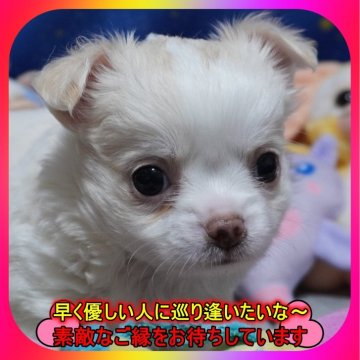 チワワ(ロング)【奈良県・男の子・2025年4月16日・クリーム】の写真「🎀両親PRAクリア💖とても可愛く成長中💖」