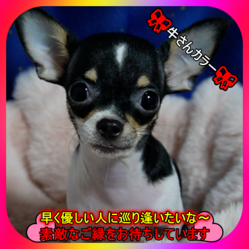 チワワ(スムース)【奈良県・女の子・2025年5月14日・ブラックタン&ホワイト(トライ)】の写真「🎀両親犬PRAクリア💖個性的なお顔大好き💖」