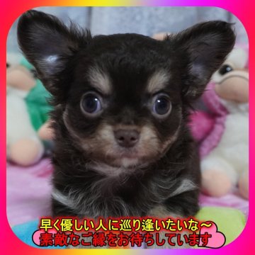 チワワ(ロング)【奈良県・男の子・2025年9月27日・チョコ&タン】の写真「🎀両親PRAクリア💖毛量抜群可愛い男の子💖」
