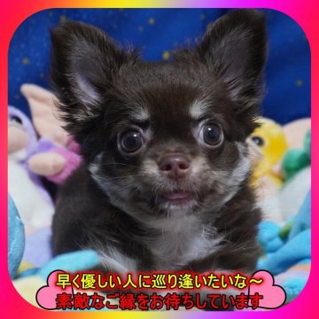チワワ(ロング)【奈良県・女の子・2025年4月16日・チョコ&タン】の写真「🎀両親PRAクリア💖1回目のワクチン接種済💖」