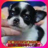 チワワ(ロング)