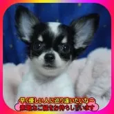 チワワ(ロング)