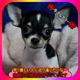 チワワ(スムース)