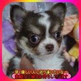 チワワ(ロング)