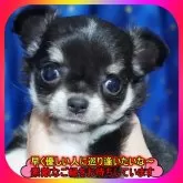 チワワ(ロング)