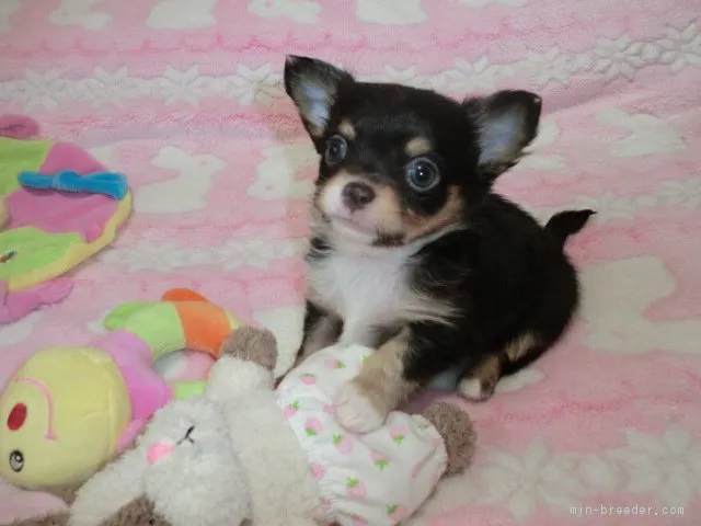 ID：1804-01651の子犬