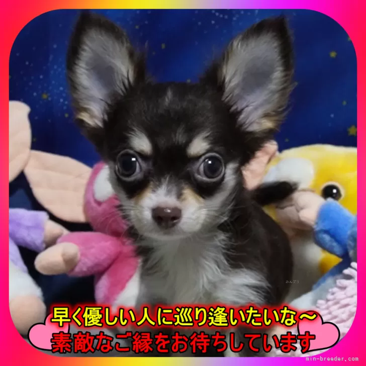 ID:2408-05203の子犬