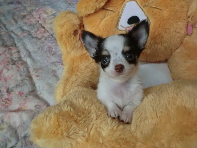 ID：1609-00406の子犬