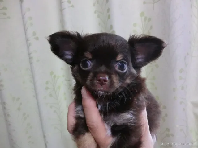 ID:1508-00498の子犬