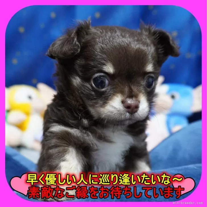ID:2406-02153の子犬