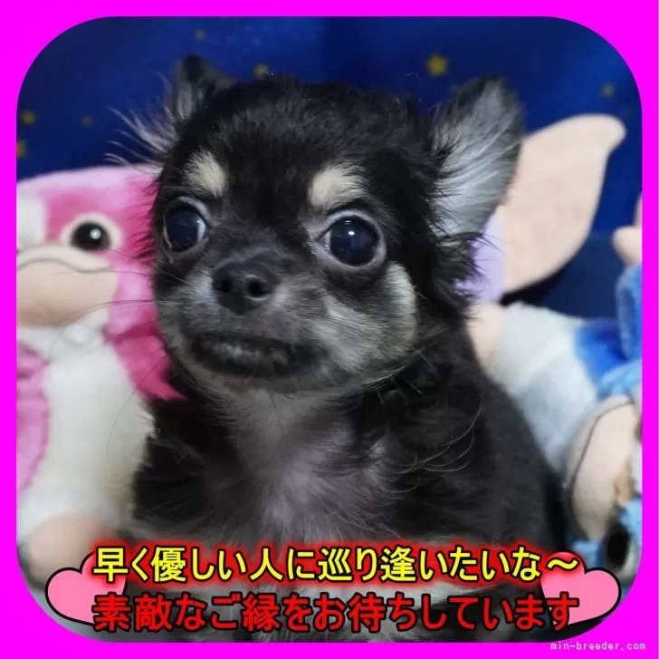 ID：2404-04847の子犬