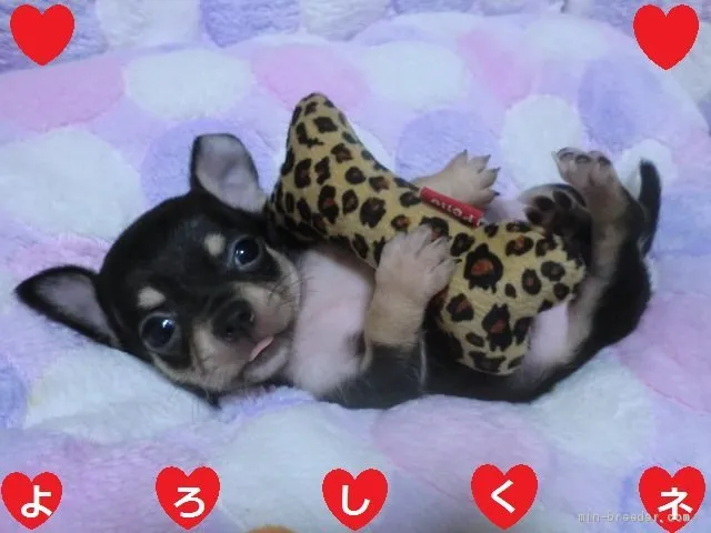 ID:2007-02397の子犬