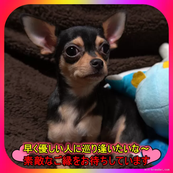 ID：2311-05642の子犬