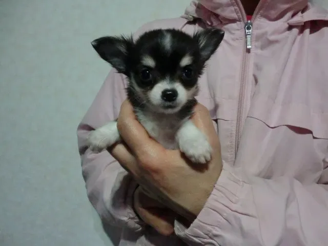 ID:1402-00611の子犬