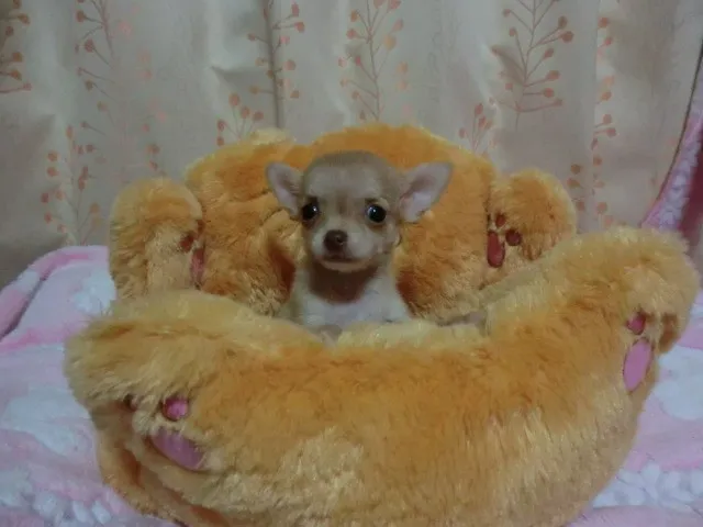 ID:1406-00928の子犬