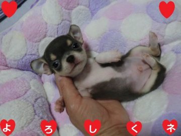チワワ(スムース)【奈良県・男の子・2020年5月29日・イザベラ】の写真「☆　神秘的な毛色　めったに産まれません☆」