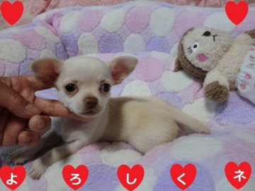 チワワ(スムース)【奈良県・女の子・2020年4月22日・クリーム】の写真「☆　とっても可愛い女の子　☆」