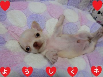 チワワ(スムース)【奈良県・男の子・2020年4月22日・クリーム】の写真「☆　とっても可愛いちっちゃな男の子　☆」
