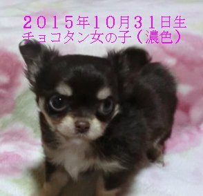 チワワ(ロング)【奈良県・女の子・2015年10月31日・チョコタン】の写真「とっても可愛い女の子（濃い色）」