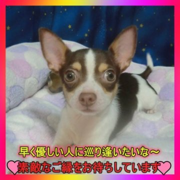 チワワ(スムース)【奈良県・男の子・2023年6月5日・チョコタン&ホワイト】の写真「両親PRAクリア　可愛い男の子　💕」