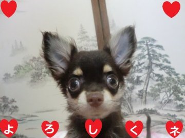 チワワ(ロング)【奈良県・男の子・2019年5月21日・チョコタン】の写真「☆僕はここにいるよ～☆」