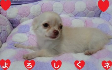 チワワ(ロング)【奈良県・女の子・2019年5月6日・クリーム】の写真「☆９１ｇで産まれたとっても可愛いおチビちゃん☆」
