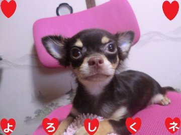 チワワ(ロング)【奈良県・男の子・2019年3月17日・チョコタン】の写真「☆　僕はここにいるよ　☆」