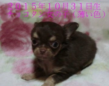 チワワ(ロング)【奈良県・女の子・2015年10月31日・チョコタン】の写真「とっても可愛い女の子（薄い色）」