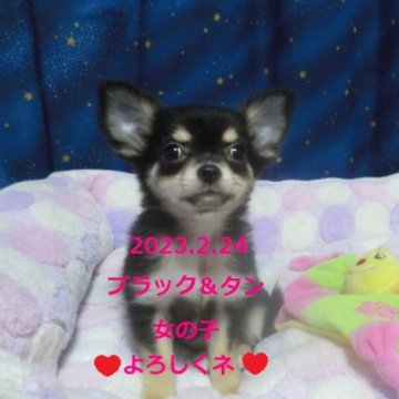 チワワ(ロング)【奈良県・女の子・2023年2月24日・ブラック&タン】の写真「💖　5.13  お写真更新しました　💖」