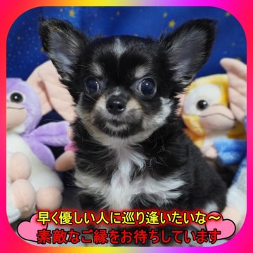 チワワ(ロング)【奈良県・男の子・2024年7月16日・ブラック&タン】の写真「🎀　毛量抜群で可愛い僕ちゃんです。🎀」