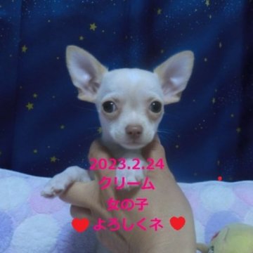 チワワ(スムース)【奈良県・女の子・2023年2月24日・クリーム】の写真「💖5.24 2回目の6種混合ワクチン接種済💖」
