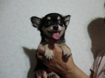 チワワ(ロング)【奈良県・男の子・2012年5月19日・ブラック&タン】の写真「」