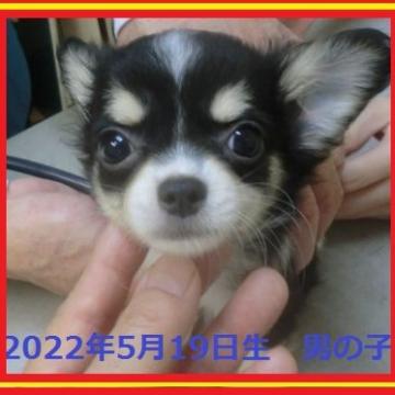 チワワ(ロング)【奈良県・男の子・2022年5月19日・ブラックタン&ホワイト】の写真「💖　僕はここにいるよ～　💖」