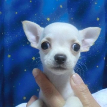 チワワ(スムース)【奈良県・女の子・2022年3月11日・クリーム】の写真「💖　守ってあげたくなる可愛い女の子　　💖」