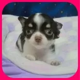 チワワ(ロング)【奈良県・女の子・2023年12月16日・チョコタン&ホワイト】の写真1「わたし、心臓に雑音があるの・・・」